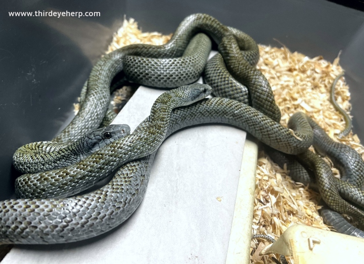 Japanese Rat Snakes
